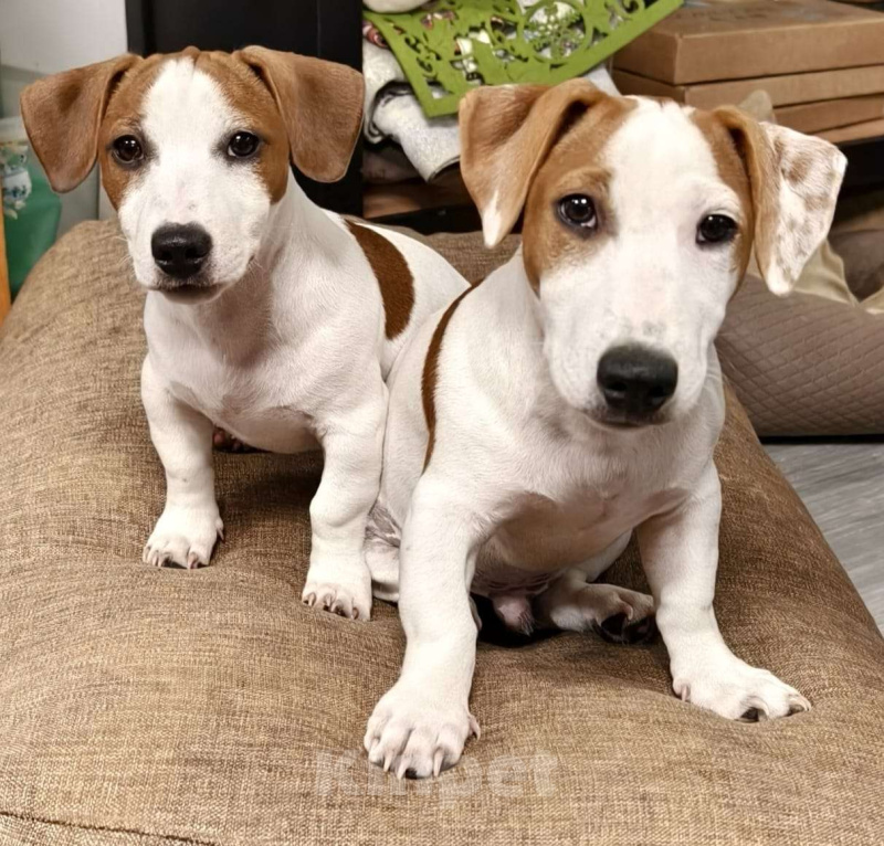 Собаки в Москве: Визор Мальчик, 50 000 руб. - фото 3