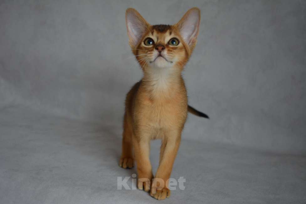 Кошки в Мытищах: Абиссинские котята Мальчик, 45 000 руб. - фото 5