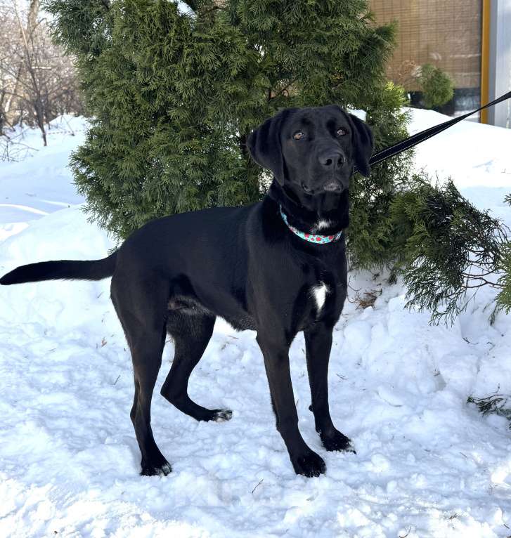 Собаки в Москве: Собака бесплатно в Москве Девочка, Бесплатно - фото 1