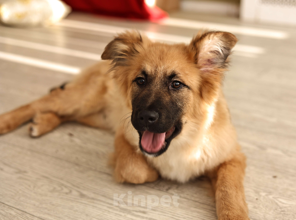 Собаки в Москве: Щенки бесплатно в Москве Мальчик, Бесплатно - фото 1