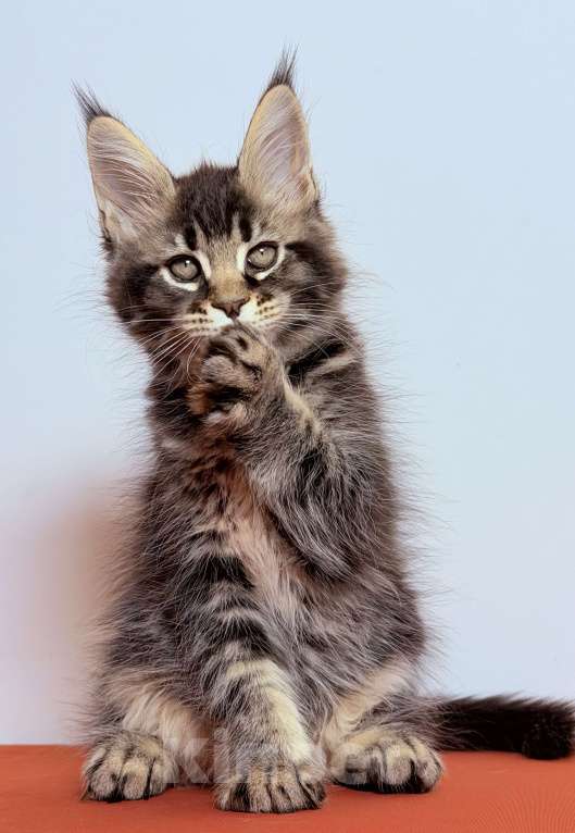 Кошки в других городах Московской области: Эффектная кокетка Девочка, 30 000 руб. - фото 9