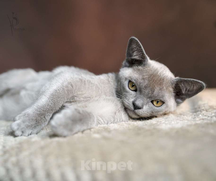 Кошки в Нижнем Новгороде: Европейская Бурма голубая Девочка Девочка, 80 000 руб. - фото 5