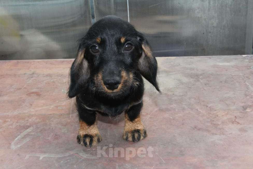 Собаки в Москве: Жесткошерстная такса Мальчик, 20 000 руб. - фото 3