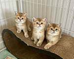 Кошки в Челябинске: Котята Шотландская золотая шиншилла с документами Разнополые, 50 000 руб. - фото 1