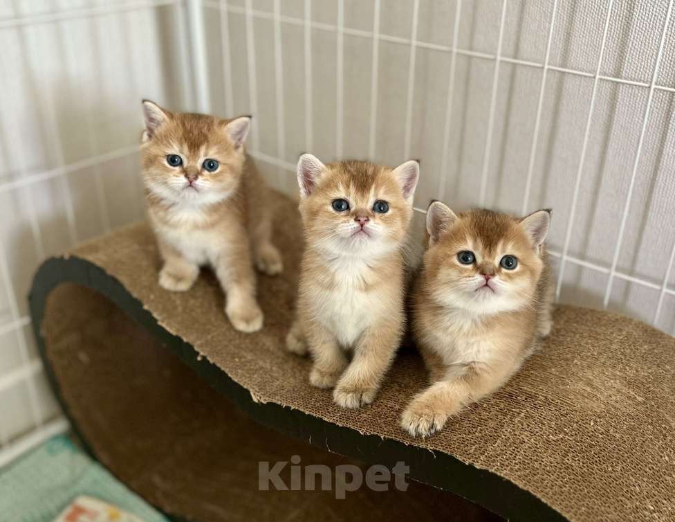 Кошки в Челябинске: Котята Шотландская золотая шиншилла с документами Разнополые, 50 000 руб. - фото 1