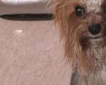Собаки в Саратове: ‼ищем девчулю для вязки‼, Бесплатно - фото 2