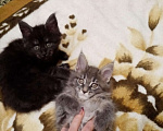 Кошки в Батайске: Котята Мейн Куна., 10 руб. - фото 4