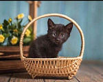 Кошки в Москве: Черный ласковый котенок Агат ищет дом Мальчик, Бесплатно - фото 3