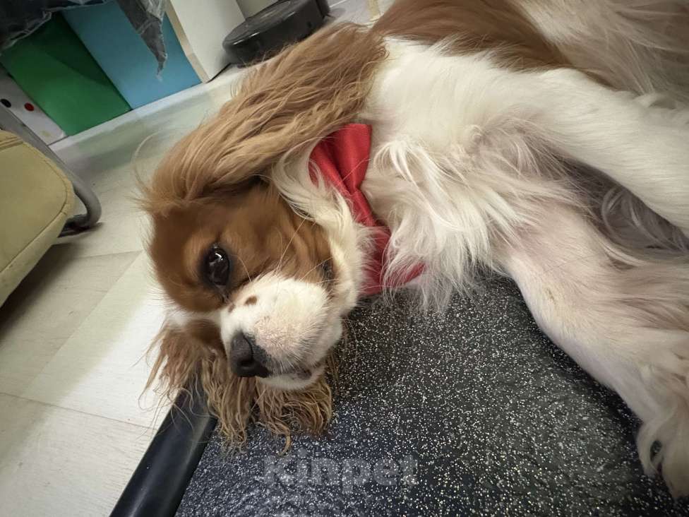 Собаки в Томске: ИЩЕТСЯ НЕВЕСТА для замечательного кавалера!  вязка кавалер кинг чарльз спаниэль Мальчик, Бесплатно - фото 8