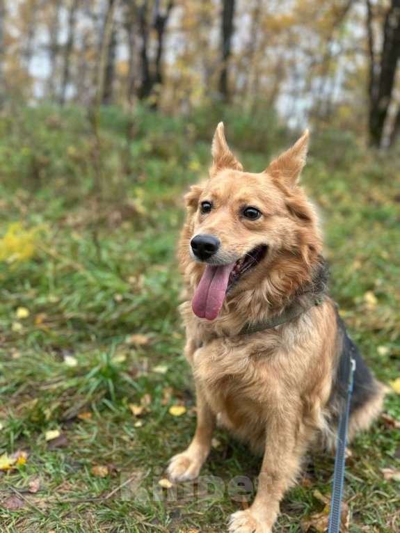 Собаки в Москве: Астра Девочка, Бесплатно - фото 3