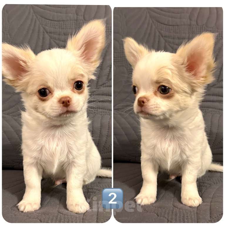 Собаки в Москве: Щенки чихуахуа Мальчик, 25 000 руб. - фото 2