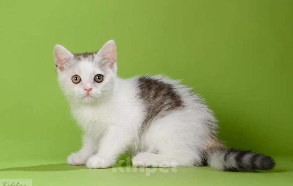 Кошки в Москве: Нарядная шотландская девочка страйт Девочка, 35 000 руб. - фото 2