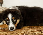 Собаки в других городах Московской области: Щенки Австралийской овчарки Девочка, 65 000 руб. - фото 8