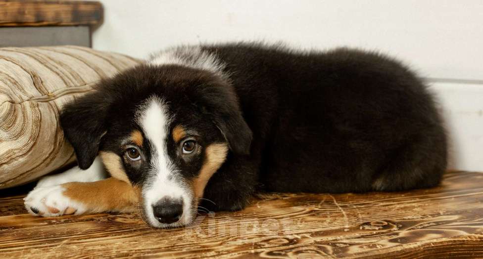 Собаки в других городах Московской области: Щенки Австралийской овчарки Девочка, 65 000 руб. - фото 8