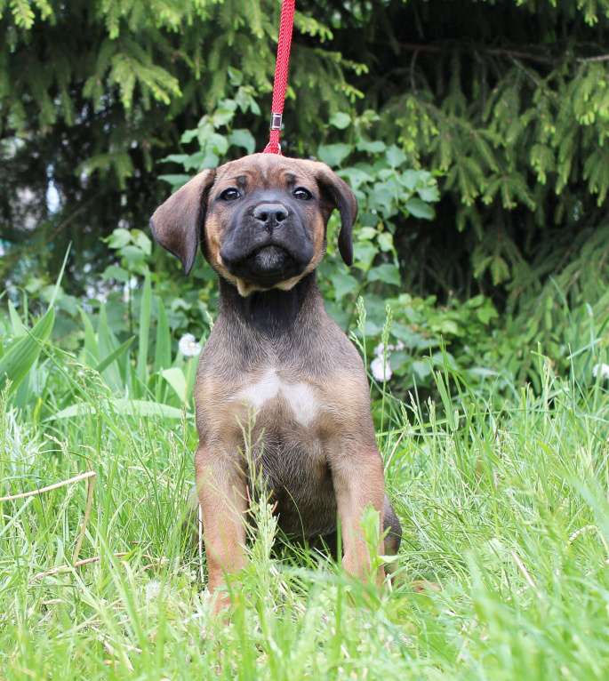 Собаки в Брянске: Предлагаются щенки Кане Корсо Мальчик, 50 000 руб. - фото 6