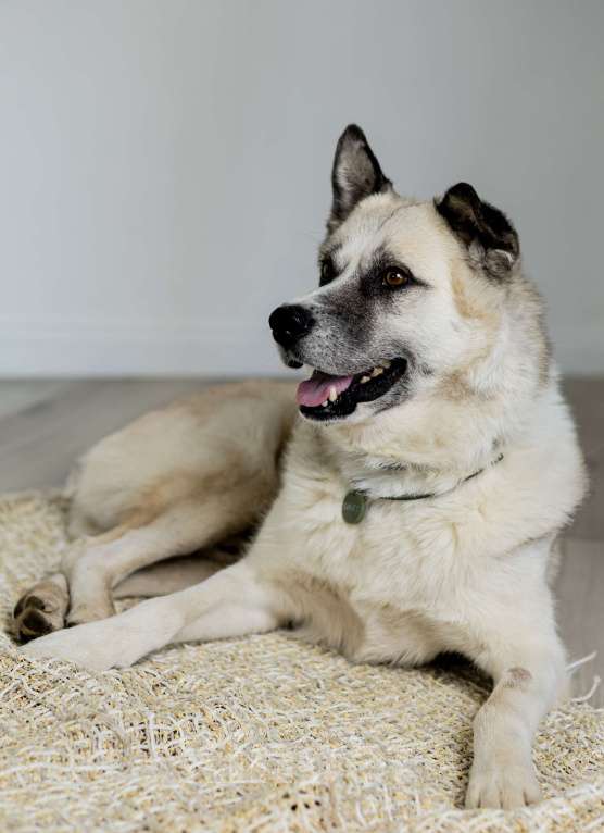 Собаки в Москве: Бинго Мальчик, Бесплатно - фото 8