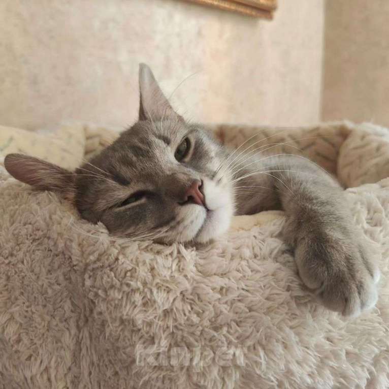 Кошки в Москве: Барселону никто не замечает Девочка, Бесплатно - фото 4