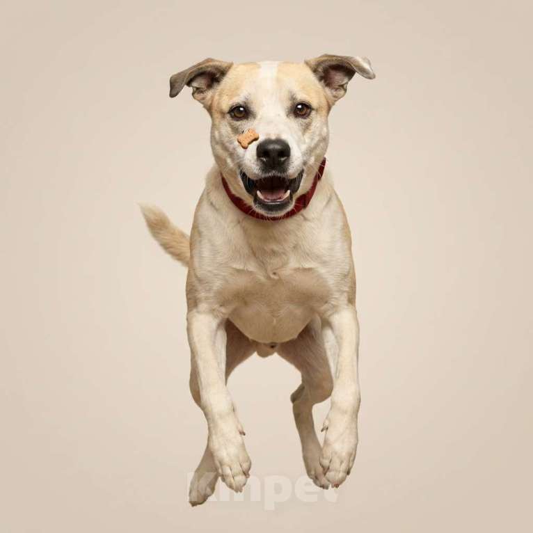 Собаки в Москве: Илай в добрые руки Мальчик, Бесплатно - фото 4