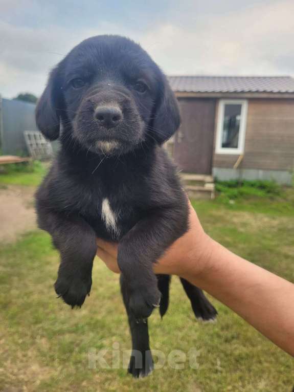 Собаки в других городах Воронежской области: Помесь восточноевропейской овчарки и русского спаниеля Девочка, Бесплатно - фото 2