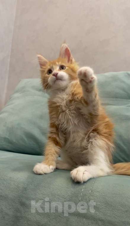 Кошки в Иркутске: Кошечка породы мейн-кун Девочка, 30 000 руб. - фото 2