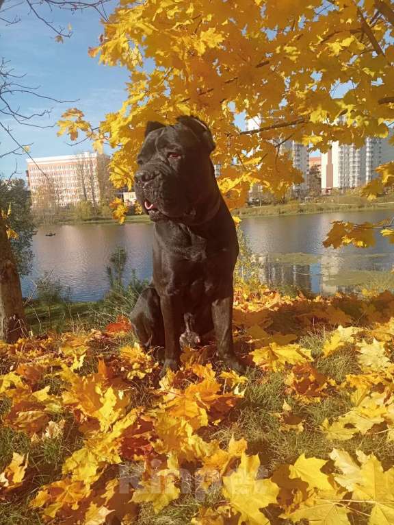 Собаки в Балашихе: Отдам бесплатно Мальчик, Бесплатно - фото 1
