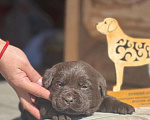 Собаки в Выксе: в поисках самых лучших ручек Девочка, 60 000 руб. - фото 1