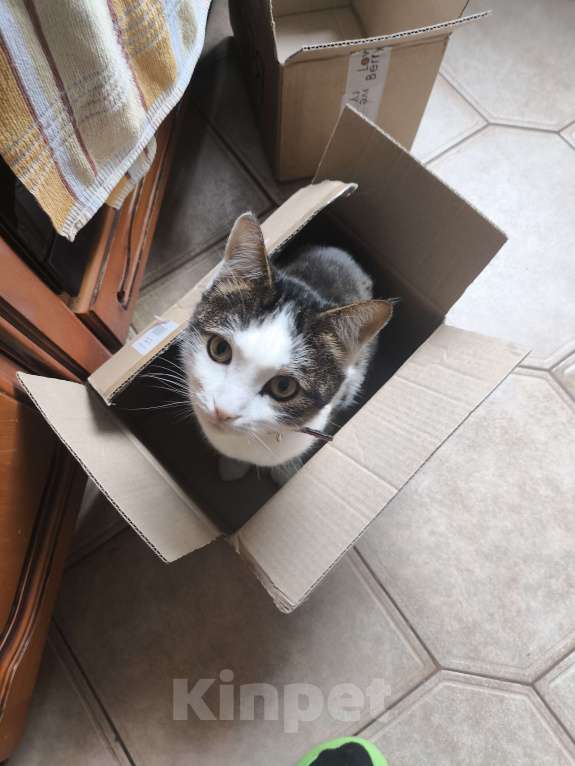 Кошки в Москве: котик в добрые руки Мальчик, Бесплатно - фото 3