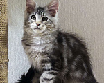 Кошки в Москве: Котята мейн-кун Мальчик, 40 000 руб. - фото 4