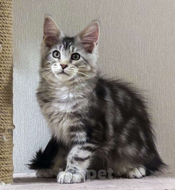 Кошки в Москве: Котята мейн-кун Мальчик, 40 000 руб. - фото 4