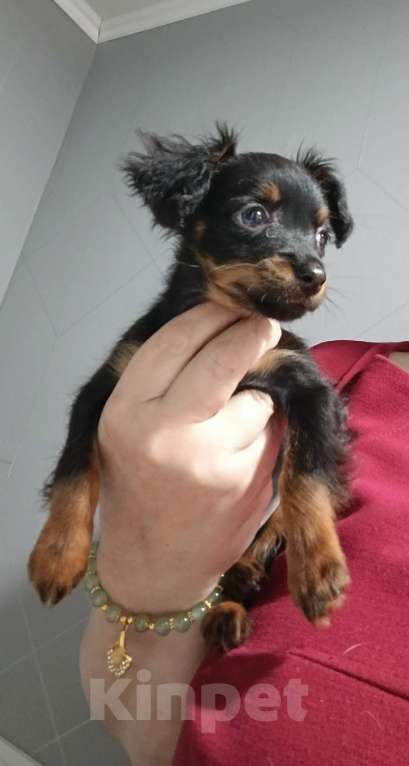 Собаки в Великом Новгороде: Русский той длинношёрстный Мальчик, 30 000 руб. - фото 3