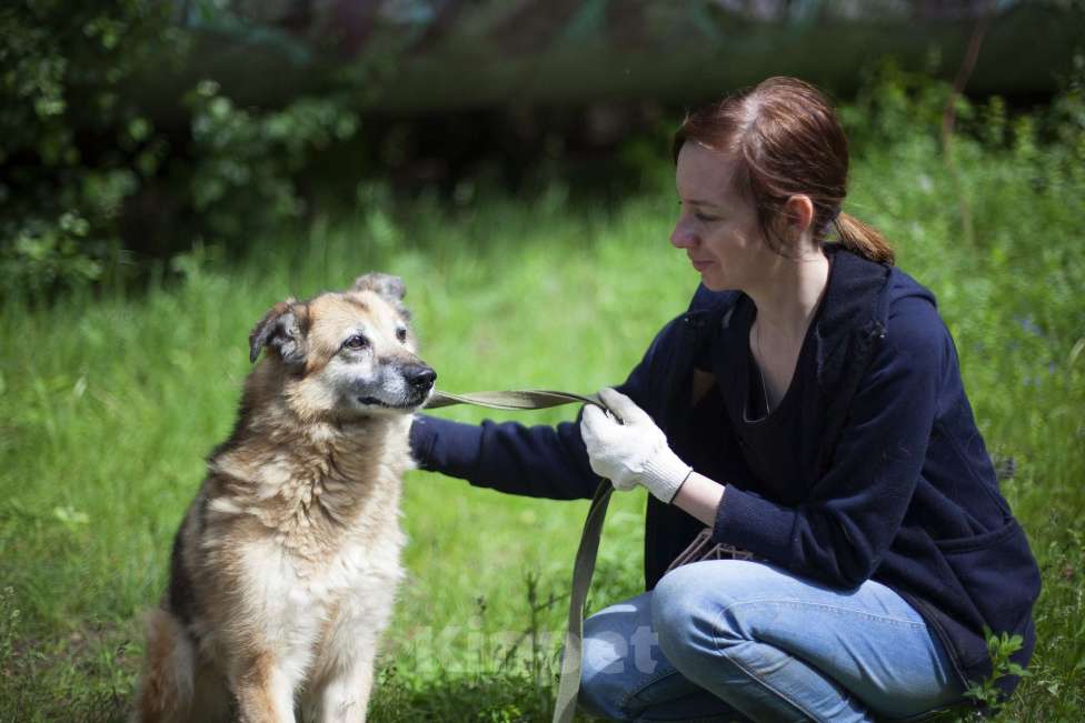Собаки в Москве: Джуня Девочка, Бесплатно - фото 2