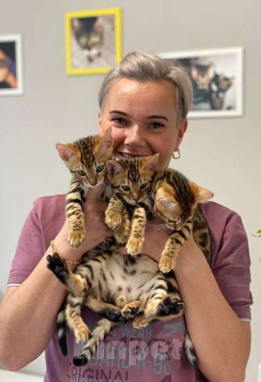 Кошки в Екатеринбурге: Honey Moon от TatiBro's - бенгальская кошечка Show - класса Девочка, 75 000 руб. - фото 5