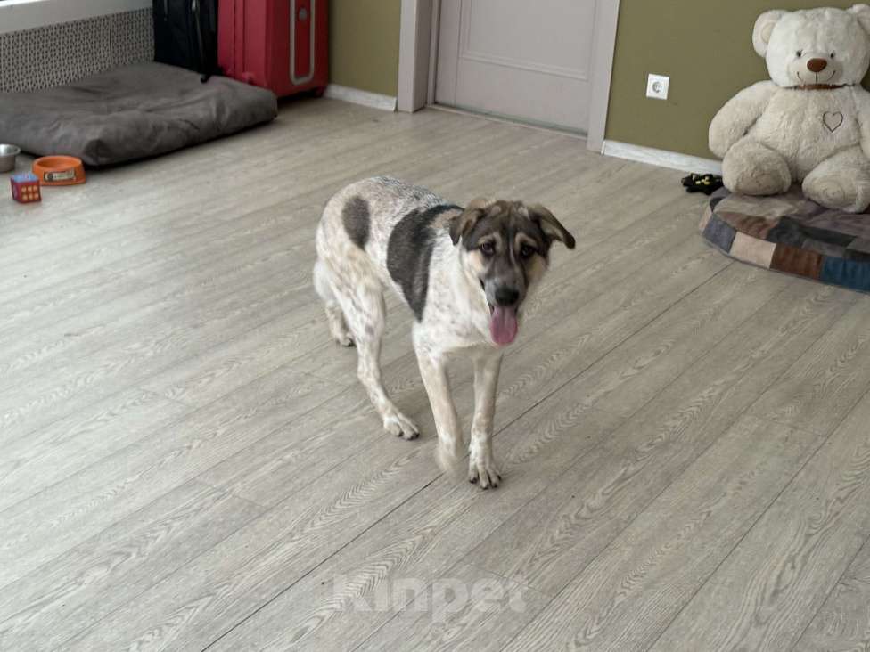 Собаки в Москве: Красавица Хильда в поисках семьи  Девочка, Бесплатно - фото 3