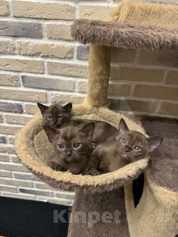 Кошки в Москве: Котенок-девочка европейская бурманская Девочка, 120 000 руб. - фото 5