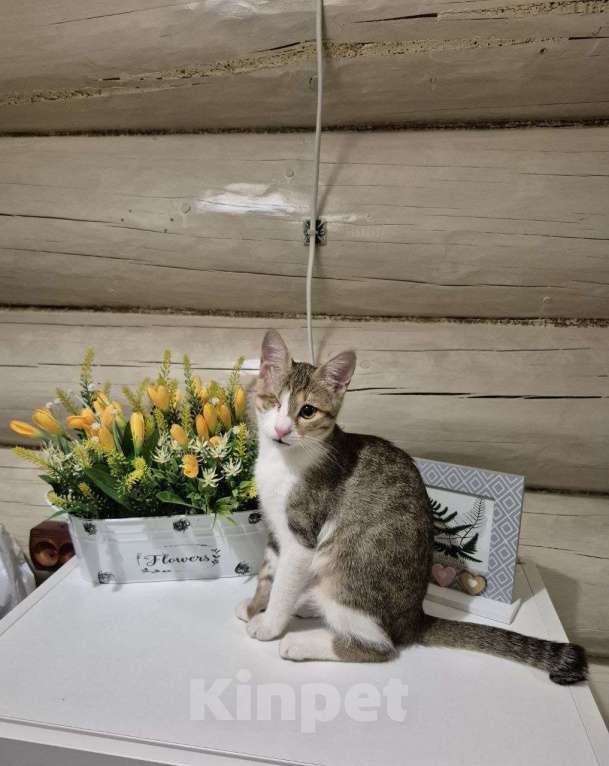 Кошки в Москве: котенок Кнопка ищет дом Девочка, Бесплатно - фото 2