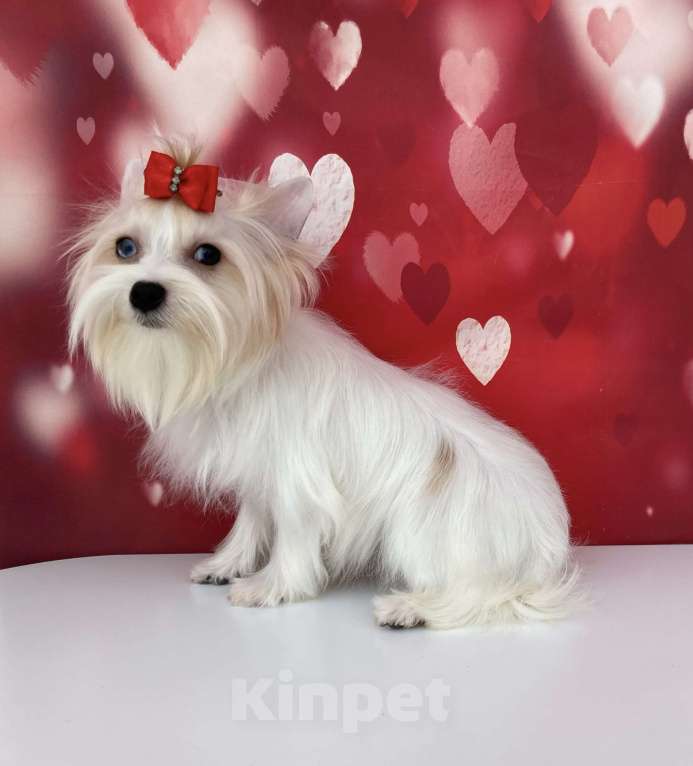 Собаки в Москве: Белый йорк с синими глазами девочка подрощенная Девочка, 100 000 руб. - фото 9