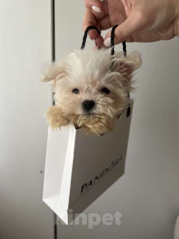 Собаки в Москве: Мальтипу f1 Мальчик, 75 000 руб. - фото 4