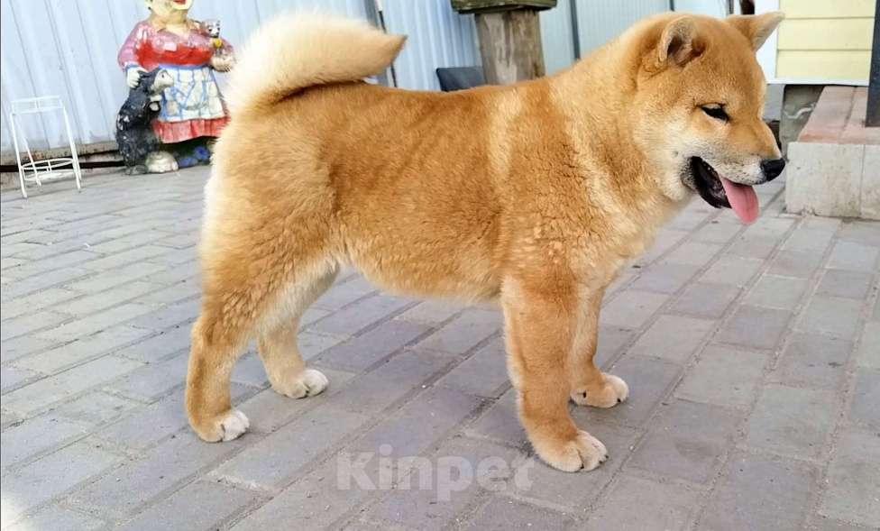 Собаки в Краснозаводске: Щенок Сиба Ину Мальчик, 55 000 руб. - фото 2