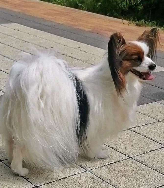 Собаки в Новокубанске: Щенок Папийона Девочка, 35 000 руб. - фото 5