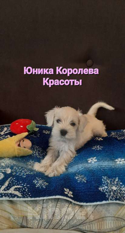 Собаки в Омске: Цвергшнауцер щенок белый Разнополые, Бесплатно - фото 7