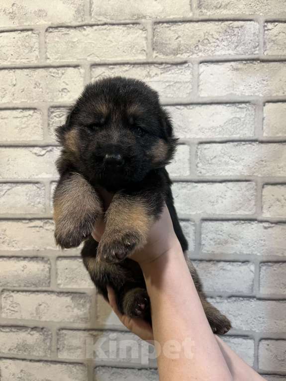 Собаки в Полевском: Девочка  Девочка, 25 000 руб. - фото 3