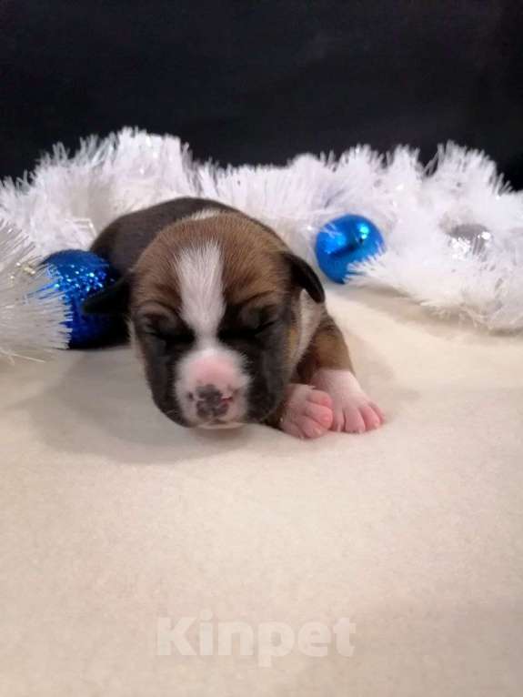 Собаки в Москве: Шикарная малышка амстаффа  Девочка, 80 000 руб. - фото 3