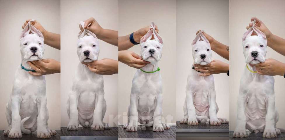 Собаки в Москве: Щенки аргентинского дога Девочка, 50 000 руб. - фото 1