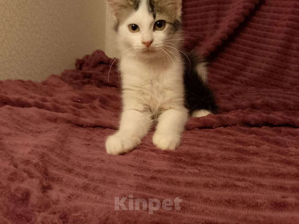 Кошки в Москве: Котёнок в добрые руки  Девочка, Бесплатно - фото 7
