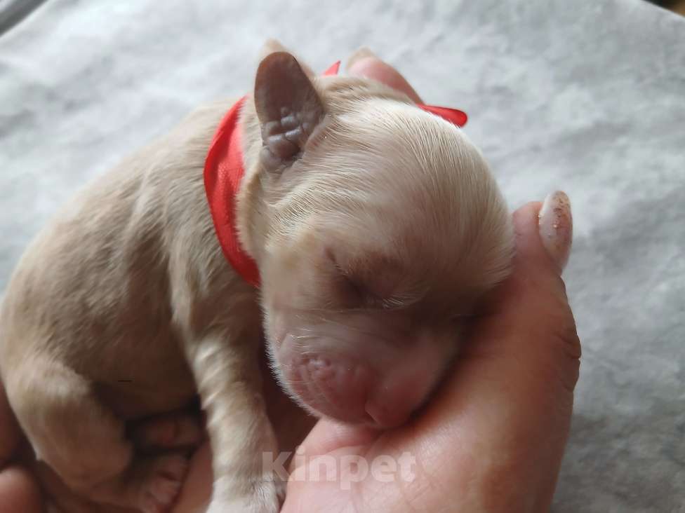 Собаки в Краснодаре: Щенки кокер спаниеля Девочка, 17 000 руб. - фото 4