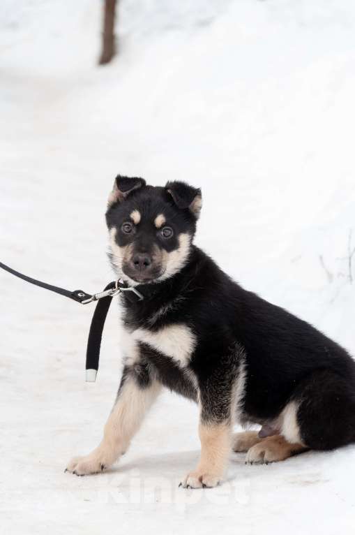 Собаки в Ногинске: Ливерпулькин в поисках семьи Мальчик, Бесплатно - фото 3