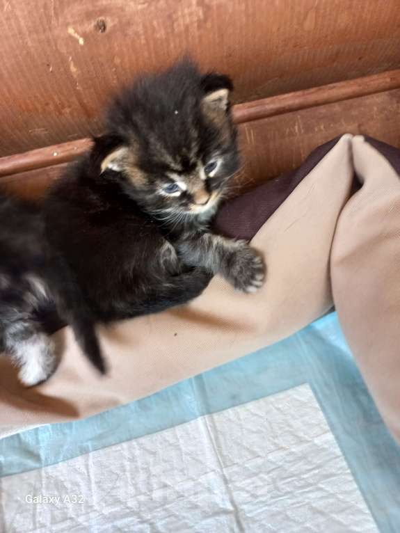 Кошки в других городах Ленинградской области: Мей-куны полидакты - котята в &quot; руковичках&quot; Мальчик, 45 000 руб. - фото 7