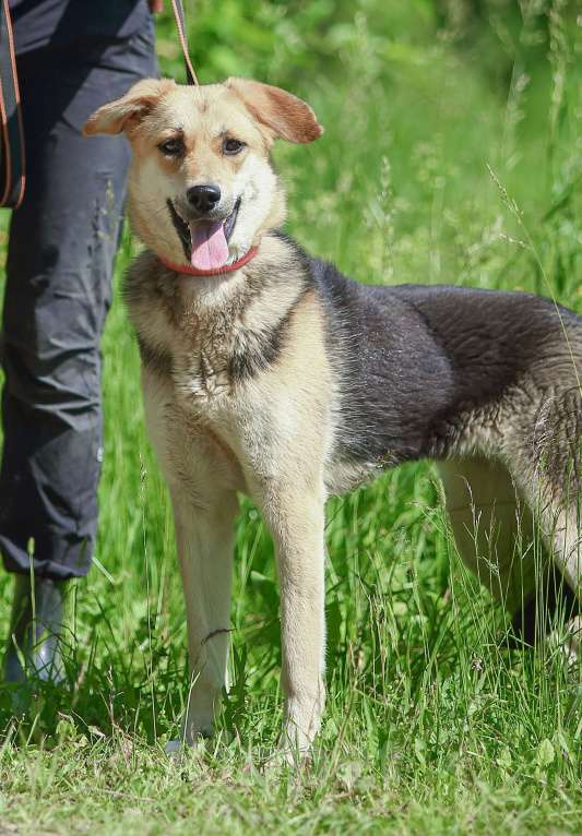 Собаки в Москве: Марти, скромная собака из приюта Девочка, Бесплатно - фото 2