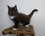 Кошки в Севастополе: Котята Мейн-кун Мальчик, 25 000 руб. - фото 1