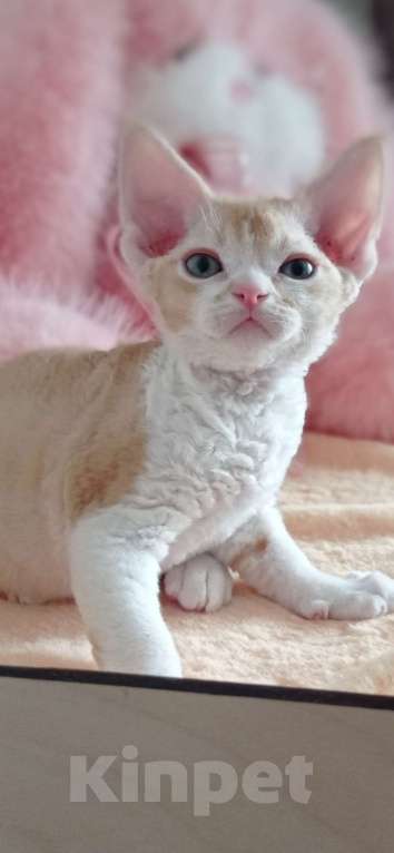 Кошки в Южном-Сахалинске: Девон рекс Мальчик, 100 000 руб. - фото 2